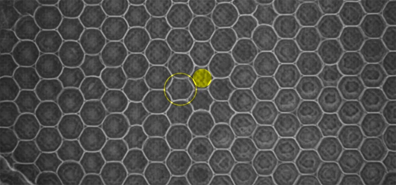 Nhiều lỗ tổ ong của Joola Gen 3 bị vỡ cấu trúc